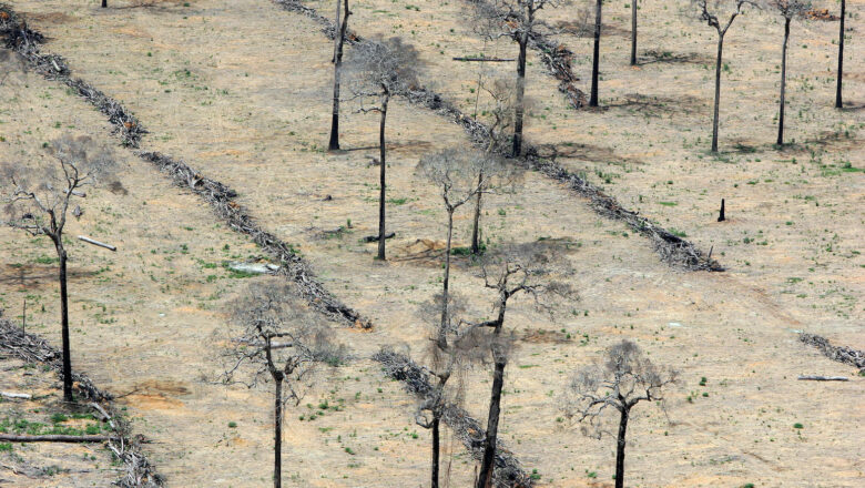 More Than a Quarter of Species in the World’s Richest Ecosystems Are Being Lost to Farming