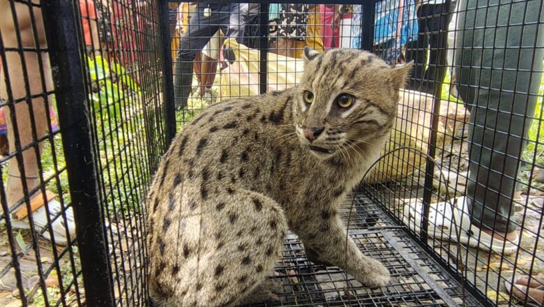 Rethinking Wildlife Conservation in India: Why Fishing Cats Need Protection Beyond Forest Reserves