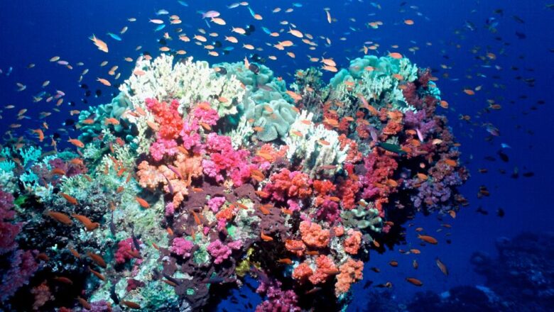 2026 Could Become the Year the World Coral Reefs Cross a Point of No Return, Scientists Warn
