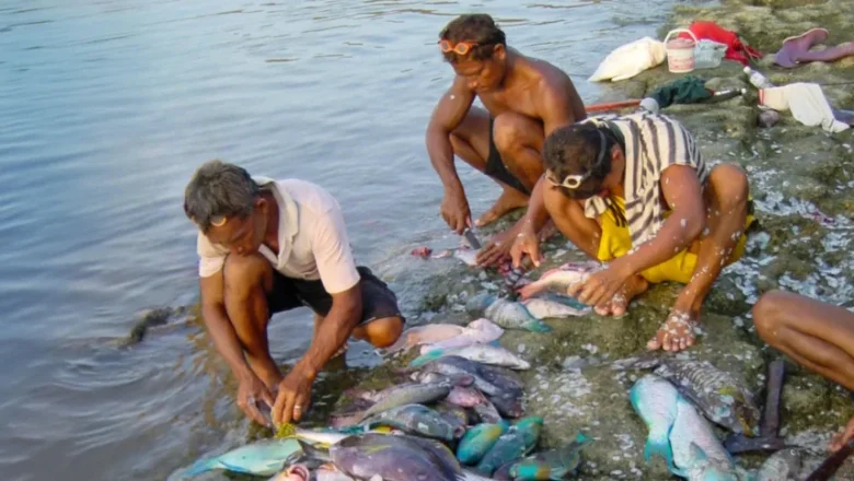 Rebuilding Coral Reefs: A New Solution for Global Food Security