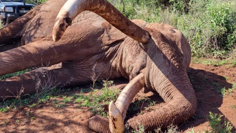 Death of Craig the Super Tusker Raises Urgent Questions About the Future of Elephant Conservation