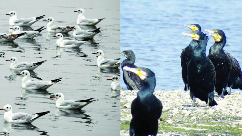Water Pollution and Habitat Loss Lead to Decline in NCR Migratory Birds