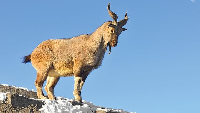 Hanging by the Cliff: Kashmir Markhor Faces the Risk of Local Extinction in India