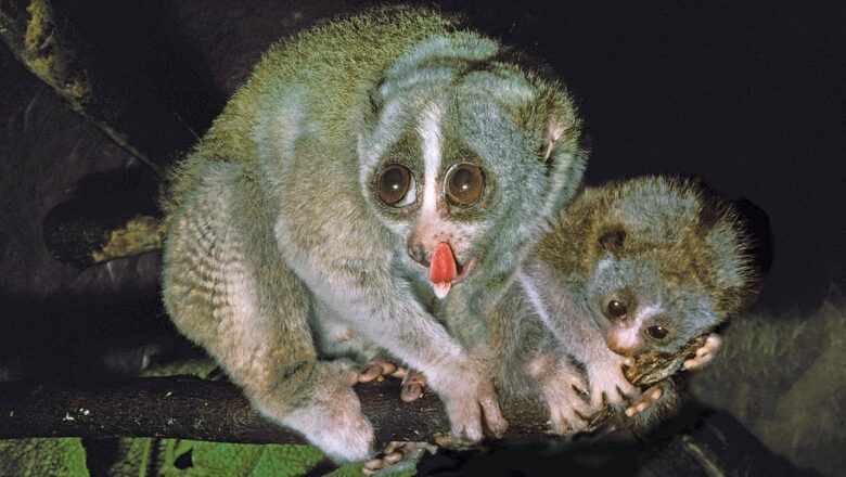 Night Watcher of the Western Ghats: Why Reversing Mythical Beliefs Is Crucial to Saving the Grey Slender Loris
