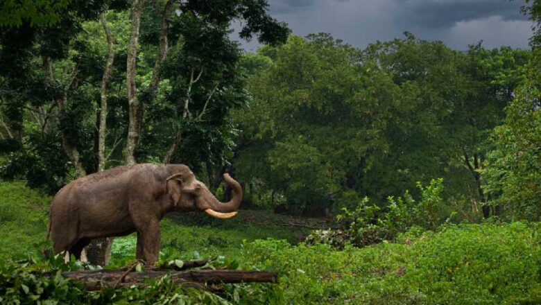 Tamil Nadu Notifies 100 Forest Blocks as Reserved Forests, Protected Area Expands by 135 Square Kilometres