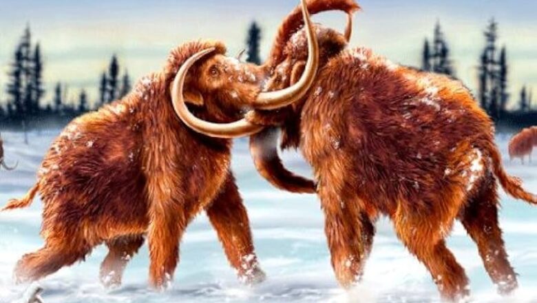 Mammoth Bones Kept in a Museum for 70 Years Turn Out to Belong to an Entirely Different Animal