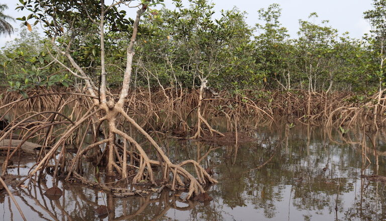 Mangrove Loss Is Increasing Flood Risks in the Niger Delta, New Model Based Study Finds