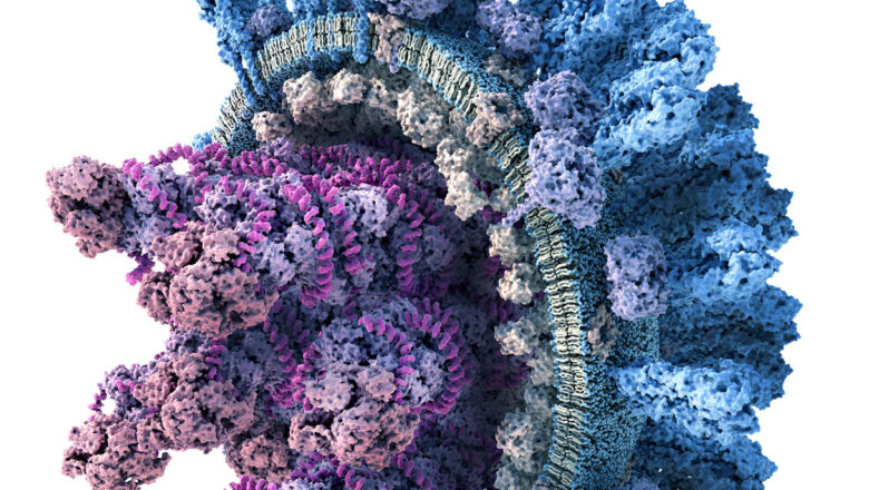 Is a Human Pandemic from H5N1 Bird Flu Slowly Taking Shape as the Virus Continues to Mutate Across Species?