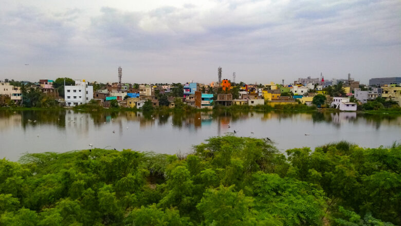 India’s Experience Shows Urban Forests Can Cool Cities Only When Planning Respects Ecology