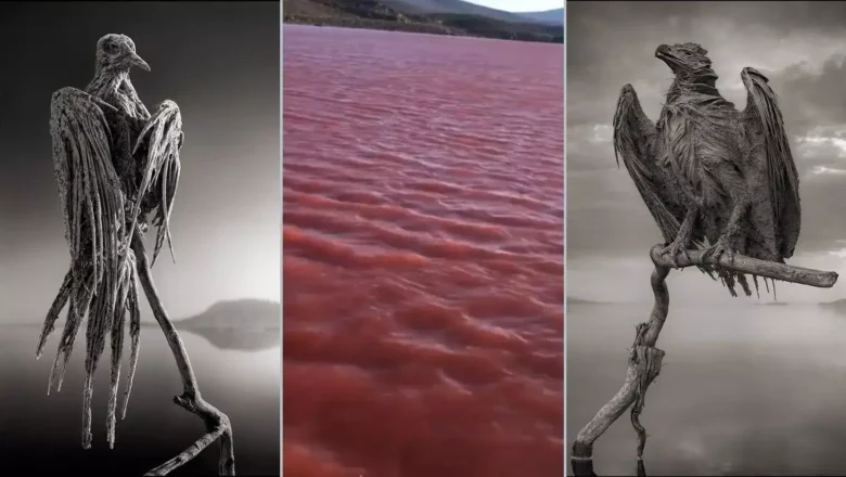 Lake Natron in Tanzania: The Red Alkaline Lake That Preserves Animals Like Stone While Sustaining Flamingo Life