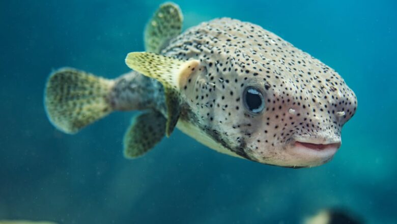 India Records Its First Scientifically Confirmed Case of Pufferfish Poisoning, Exposing a Hidden Health Threat