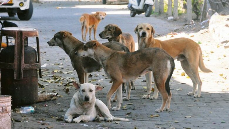 India’s 60 Million Street Dogs Are Shifting From Village Scavengers to Urban Territory Defenders