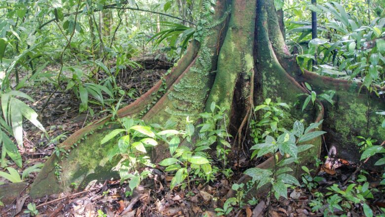 Recovering Tropical Forests Can Grow Nearly Twice as Fast When Nitrogen Is Available, New Study Finds