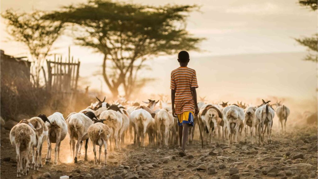 Livestock Boom Pushes Africa’s Grasslands to the Brink, New Study Warns