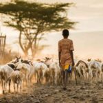 Livestock Boom Pushes Africa’s Grasslands to the Brink, New Study Warns