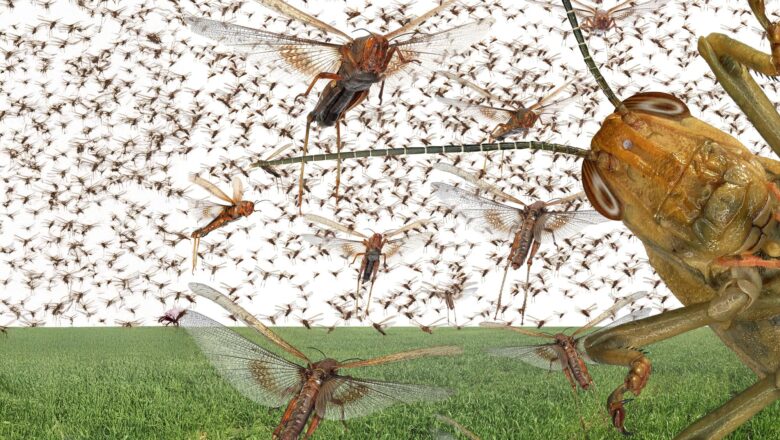 Scientists Discover a Simple Soil Based Solution to Stop Locust Swarms from Destroying Crops