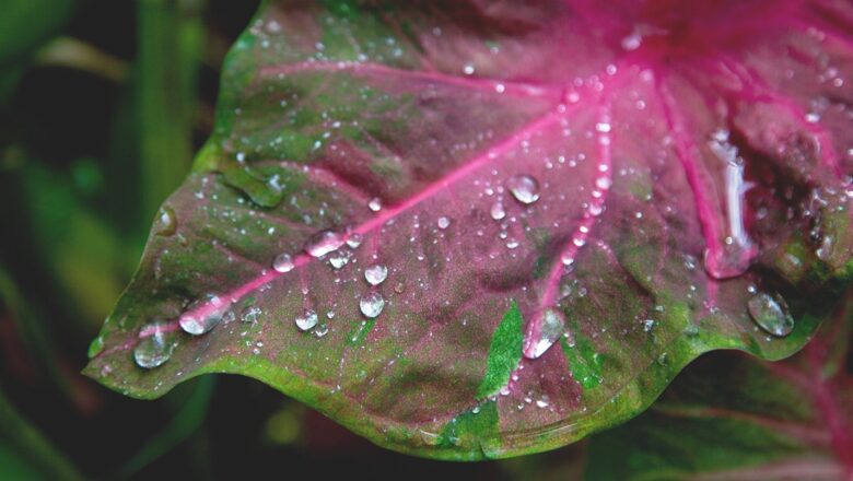 New Study Explains Why Trees Do Not Grow Faster Despite Rising Carbon Dioxide Levels