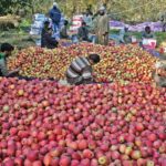 Bad Weather and Disease Deal Heavy Blow to Apple Production in Himachal Pradesh