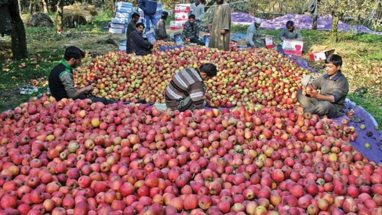 Bad Weather and Disease Deal Heavy Blow to Apple Production in Himachal Pradesh
