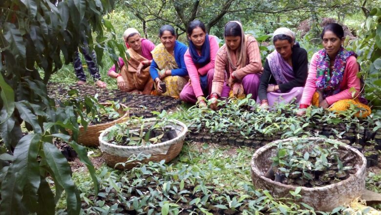 Sacred Groves in the Northern Western Ghats Face the Highest Human Pressure Despite Their Ecological Importance