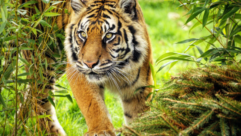 National Park Created to Protect Sumatran Tigers Is Rapidly Losing Its Forest Cover