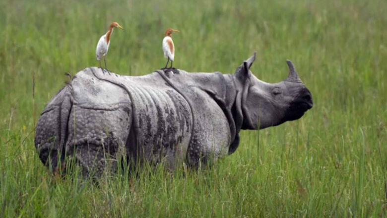 Kaziranga to Get ₹6,950 Crore Elevated Highway Aimed at Protecting Rhinos Elephants and Tigers