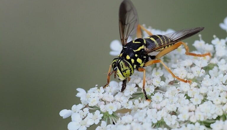 How Hoverflies Quietly Keep Ecosystems Alive