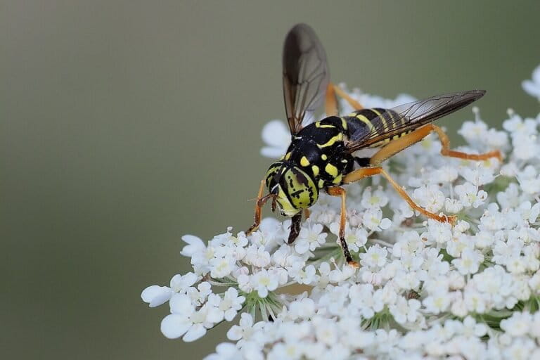 How Hoverflies Quietly Keep Ecosystems Alive
