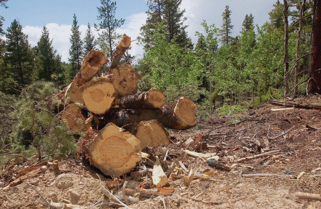 America Forests Are Storing More Carbon Than They Have in Decades, New Analysis Shows