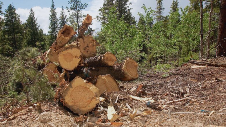 America Forests Are Storing More Carbon Than They Have in Decades, New Analysis Shows