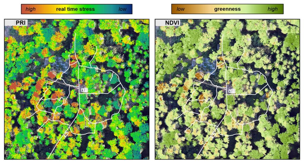 Drone Technology Helps Scientists Detect Early Drought Stress in Trees, Offering New Hope for Forest Protection