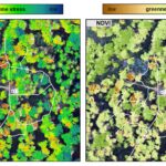 Drone Technology Helps Scientists Detect Early Drought Stress in Trees, Offering New Hope for Forest Protection