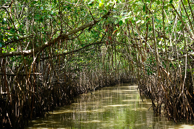 Mangrove Forests Emerging as Major Sinks for Plastic Waste Along Global Coastlines