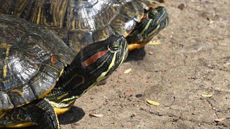 Invasive Red-Eared Slider Turtles Threaten Wetlands and Tanks in Coimbatore