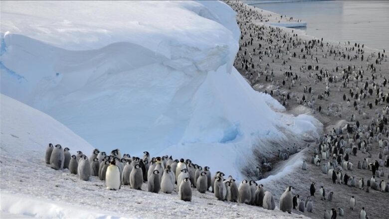 Breeding Patterns of Antarctic Penguins Are Shifting at Record Speed Due to Climate Change