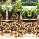 Roots in the Air and Returns of Over Rs 1 Crore: How a Bathinda Farmer Is Growing Potato Seeds Without Soil