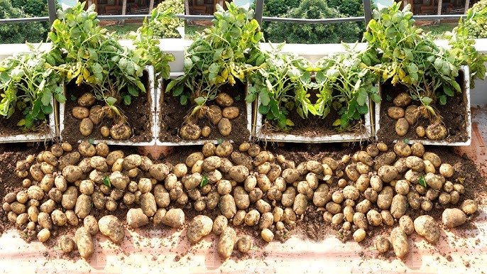 Roots in the Air and Returns of Over Rs 1 Crore: How a Bathinda Farmer Is Growing Potato Seeds Without Soil