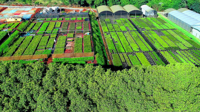 Forest Restoration for Carbon Credits Gains Momentum in Brazil Amid Trust and Long-Term Challenges
