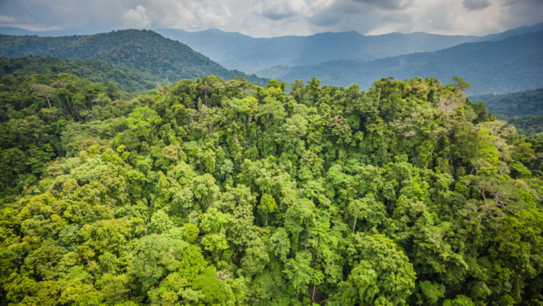 Africa forests have shifted from absorbing carbon to releasing it, new satellite-based study finds