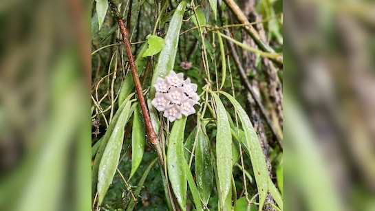 Rare New Flowering Plant Discovered In Nagaland Community Protected Forest
