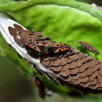 Global Study Finds Invasive Species Accelerating Insect Decline Worldwide