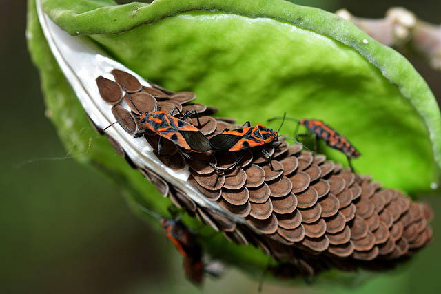 Global Study Finds Invasive Species Accelerating Insect Decline Worldwide