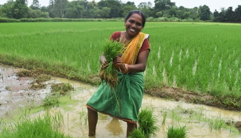 High Returns, Low Adoption: Why Climate-Resilient Rice Struggles to Reach India’s Fields