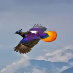 Rare Himalayan Monal Spotted Flashing Rainbow Plumage Over Bhutan’s High Valleys