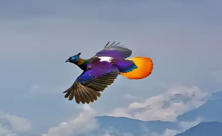 Rare Himalayan Monal Spotted Flashing Rainbow Plumage Over Bhutan’s High Valleys