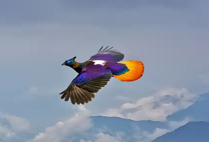 Rare Himalayan Monal Spotted Flashing Rainbow Plumage Over Bhutan’s High Valleys