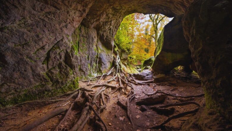 Ancient Cave in New Zealand Uncovers Lost World of Extinct Wildlife
