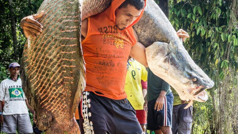 Community led fish protection in Brazil Amazon safeguards vast Ecosystems but at a Heavy Cost