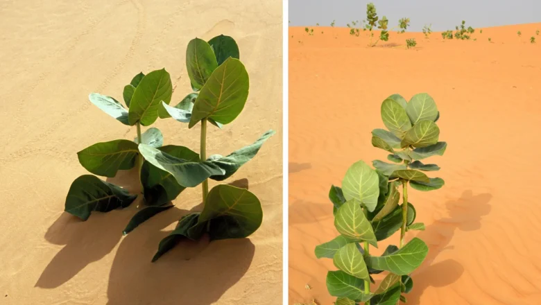 China Turns Gobi Desert Into Strategic Rubber Hub Amid Global Supply Risks