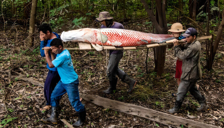 Community conservation in Brazilian Amazon delivers massive ecological gains but pushes local families to economic edge